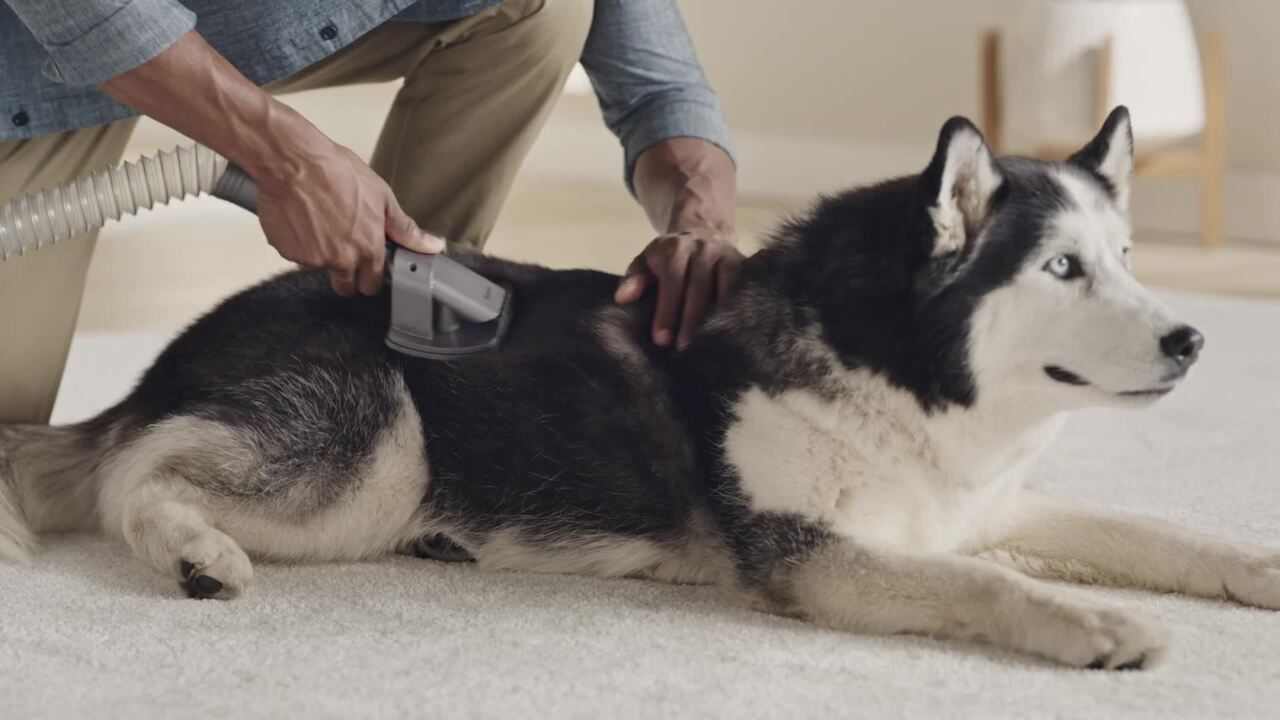 How Professional Cleaners Tackle Pet Hair in Newport Beach Homes, You’ve Got It Maid